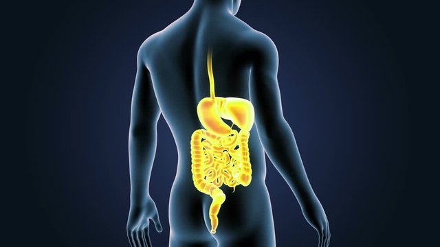 Digestive System with Body Closeup