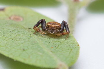 Xysticus, Crab spider, Spider