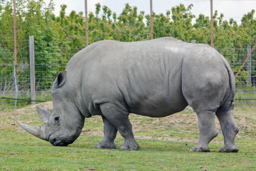 Obraz premium Rhinocéros blanc