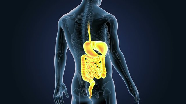 Digestive System with Skeleton Closeup