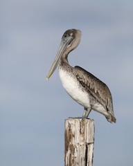 Immature Brown Pelican perched on a dock piling - Florida