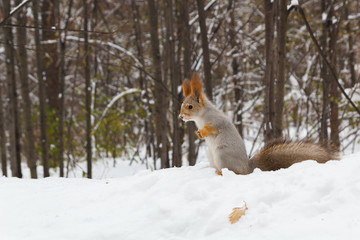 squirrel in the snow near the tree