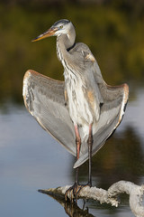 Great Blue Heron opening its wings to the sun - Estero Island, Florida