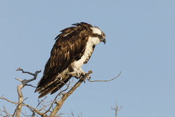 Osprey perched in a dead tree - Bunche Beach, Florida
