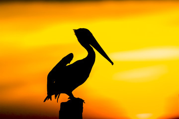 Brown Pelican perched on a dock piling at sunset - Florida