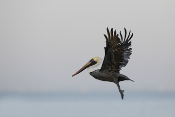Brown Pelican taking flight over the Gulf of Mexico - Florida