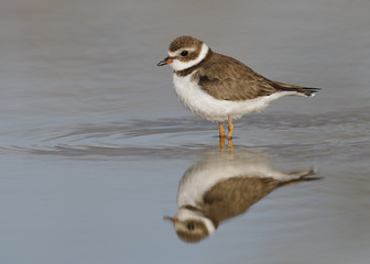 Semipalmated Plover wading in a shallow pond - Florida
