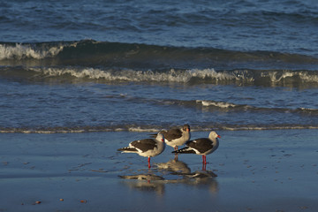 Group of Dolphin Gulls (Leucophaeus scoresbii) on a beach on Saunders Island in the Falkland Islands.