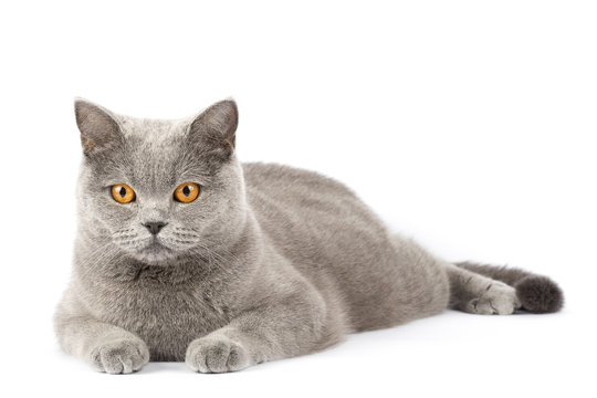British cat isolated. A cat lies on a white background with place for text. A pet with amber eyes close up copy space. The short-haired pet relaxed.