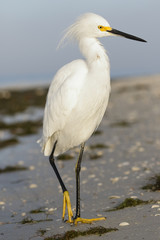 Snowy Egret - Estero Island, Florida