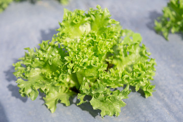 Obraz premium Organic vegetable farm