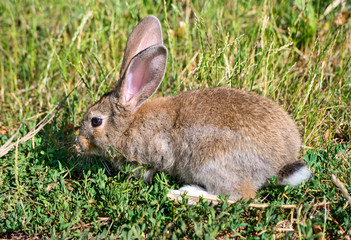 Rabbit on grass