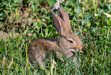 Rabbit on grass