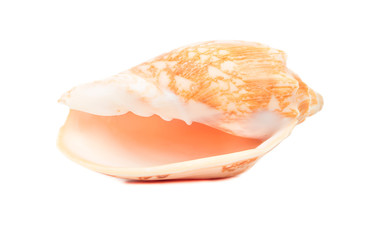 Empty seashell