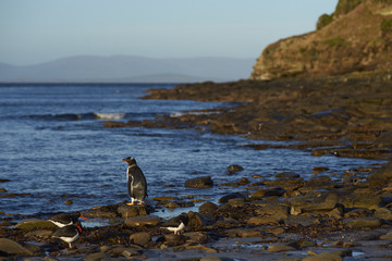 Gentoo Penguin (Pygoscelis papua) heading to sea early in the morning from a rocky beach on...