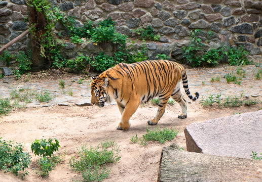Bengal tiger at zoo