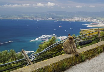 Sitting Barbary macaques in Gibraltar