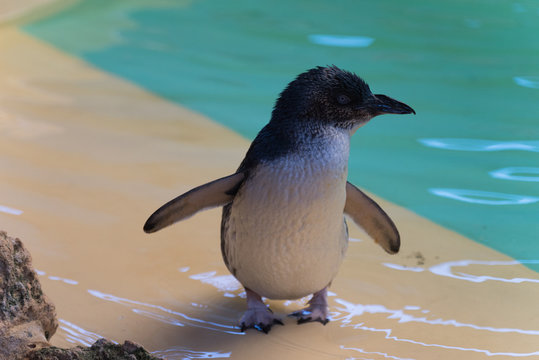 Pinguin steht am Beckenrand eines Tierparks und blickt nach rechts