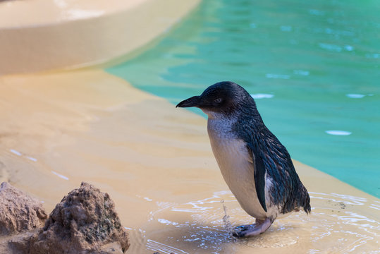 Pinguin steht am Beckenrand eines Tierparks und platscht mit den Pfoten ins Wasser mit Blickrichtung nach links