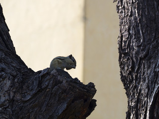 Closeup cute little squirrel on a tree in City Palace in Jaipur, India