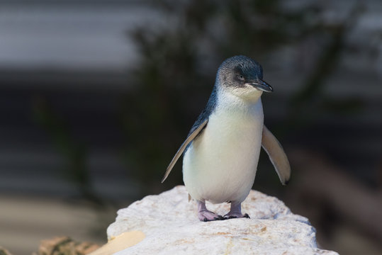 Pinguin steht auf einem Felsen und präsentiert sich geduldig dem Fotograf