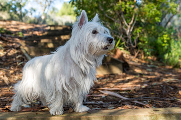 West Highland Terrier in  park on a sunny day. Westie