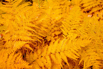 autumn yellow leaves of the fern. floral background