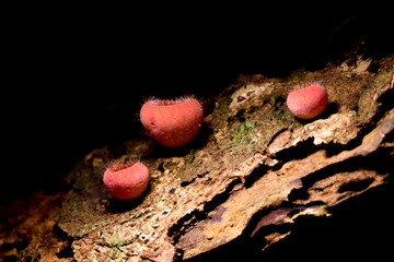 Pink burn cup mushroom