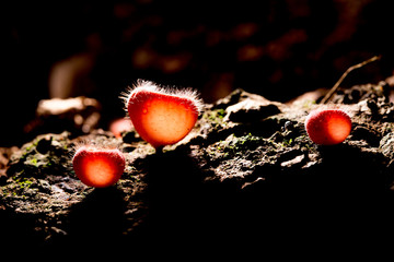 Pink burn cup mushroom