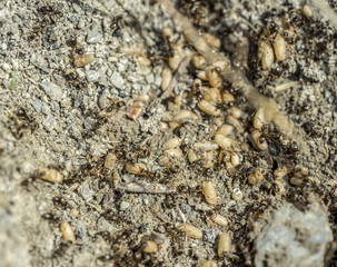 lots of ants