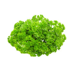 Fototapeta na wymiar Fresh parsley isolated on white background