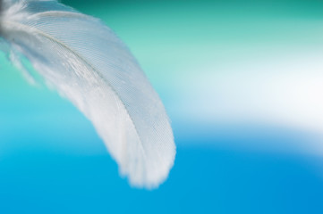 Beautiful feather macro on blured green and blue background image for you creative design.