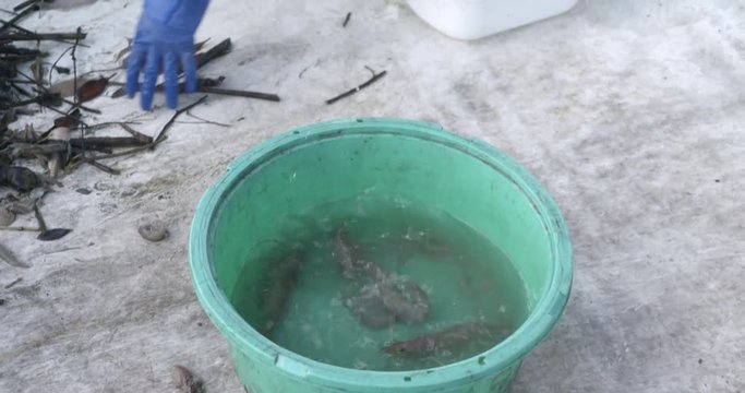 漁師が獲った海老を桶に入れる。