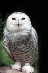 Snowy Owl Portrait Front View