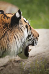 Siberian Tiger Head Close Up