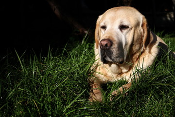 yellow Labrador retriever dog