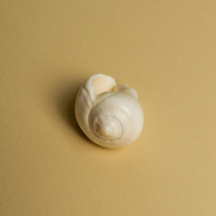 Sea shell and coral on the olive background. Summer sale