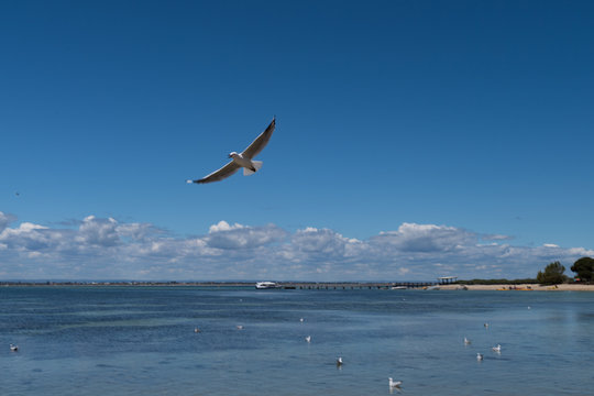 Möwe mit ausgebreiteten Flügeln fliegt über das Wasser mit Wolken im Hintergrund