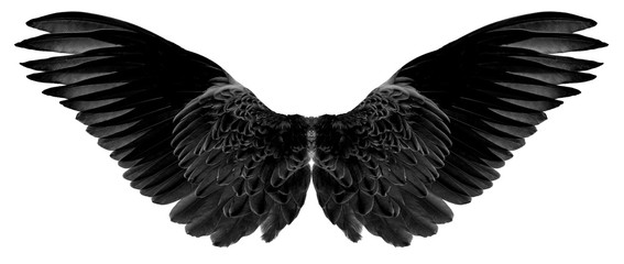 black wings of bird on white
