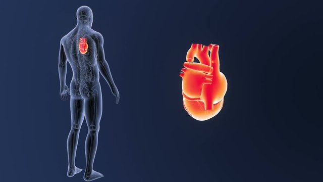 Heart zoom with Anatomy
