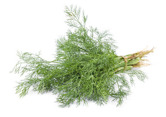 fresh Anethum graveolens on white background