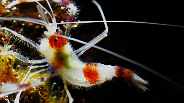 close up shot of a banded cleaner shrimp (Stenopus hispidus) feeding on algae