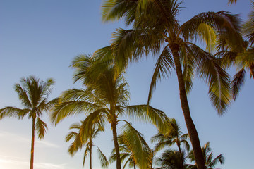 Fototapeta na wymiar Tropical Palm trees with blue skies above taken at Waikiki Beach, Honolulu, Hawaii