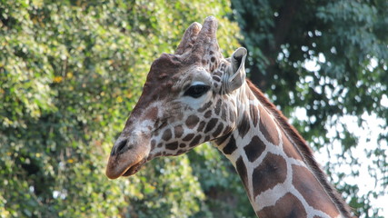 Giraffe in the zoo