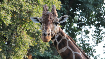 Giraffe in the zoo
