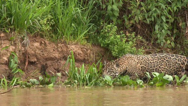 Jaguar (Panthera onca) stalking while wading through te river, in the Pantanal wetlands, Brazil
