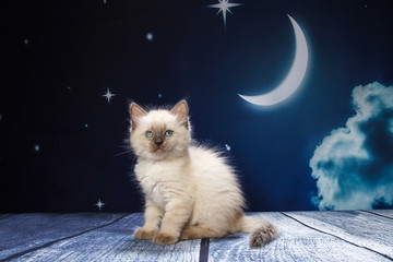 kitten in the night background