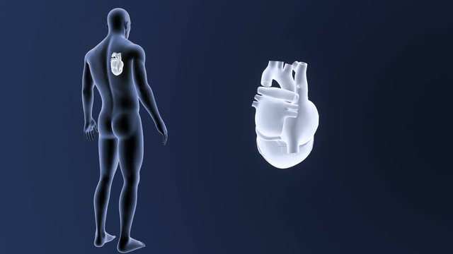 Heart zoom with Body
