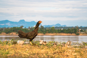Chicken finding outdoor food