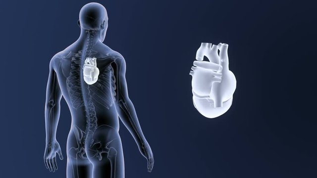Heart zoom with Skeleton